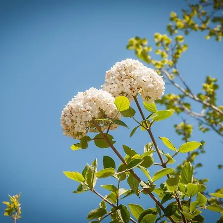 Ks 30 בית נופש דורום נויפלד